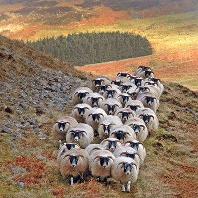 Half a Blackface Lamb